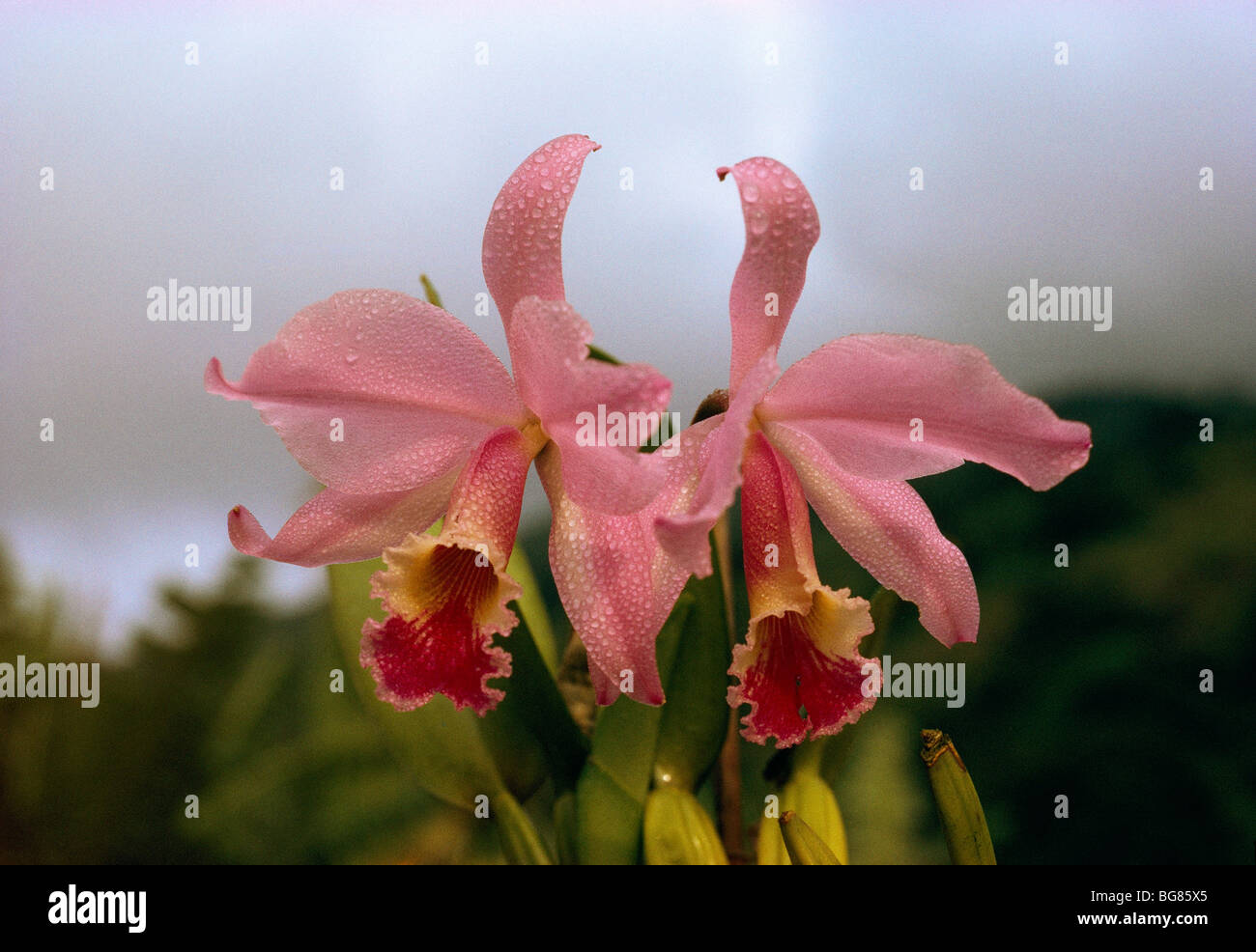 Ein paar rosa Blüten Stockfoto