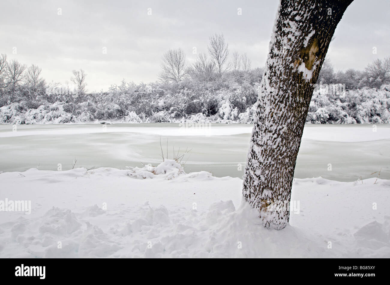 Starker Schneefall hängt auf Bäume und Sträucher in der Nähe von Wingra Creek nach dem 14-Zoll Schnee der Madison, Wisconsin ausgeblendet Stockfoto