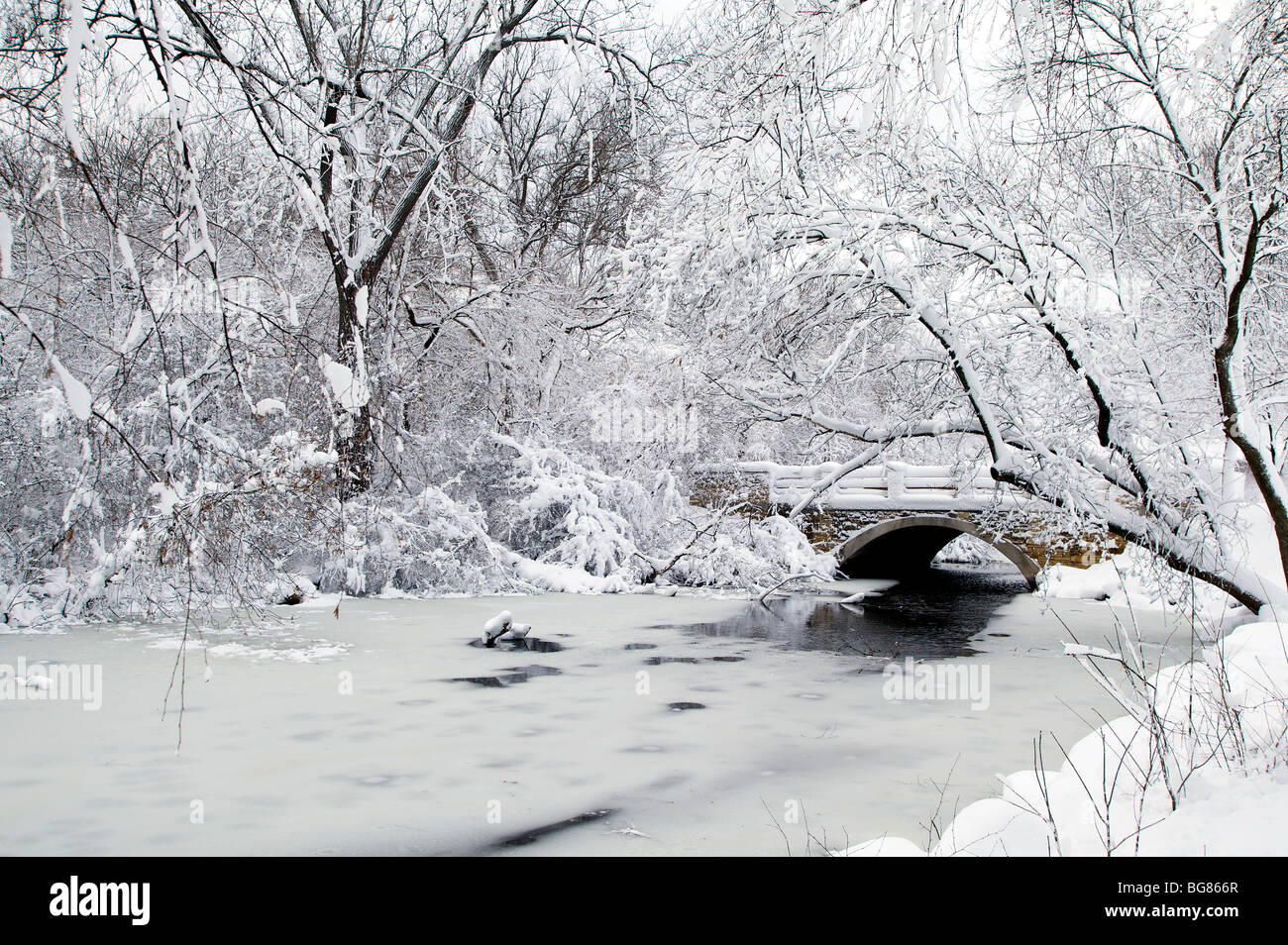 Starker Schneefall hängt auf Bäume und Sträucher in der Nähe von Wingra Creek, nach dem 14-Zoll Schnee der Madison, Wisconsin ausgeblendet. Stockfoto