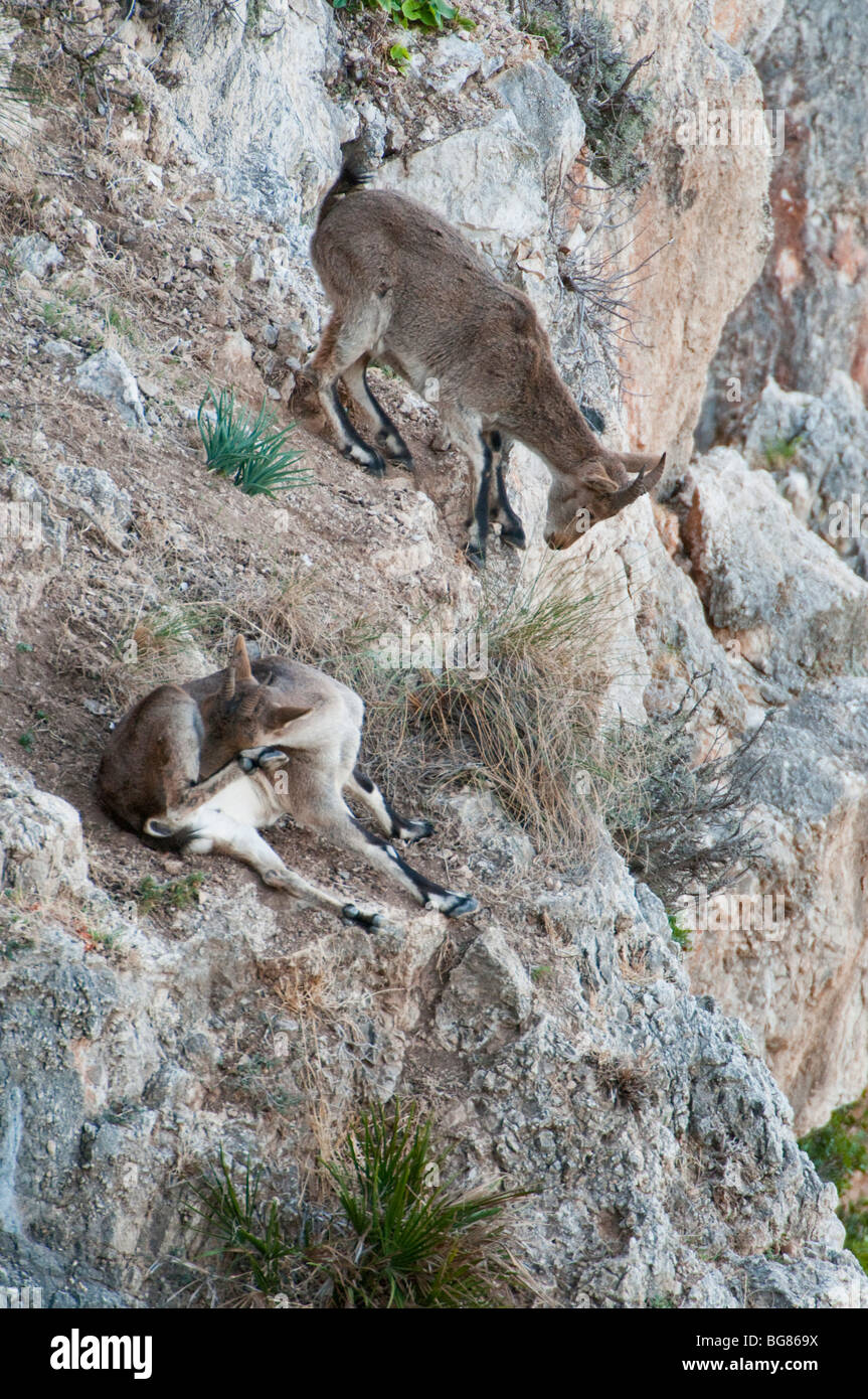 Spanische Steinböcke (Capra Pyrenaica) in den maritimen Klippen von Maro-Cerro Gordo Naturraum, Nerja, Spanien Stockfoto