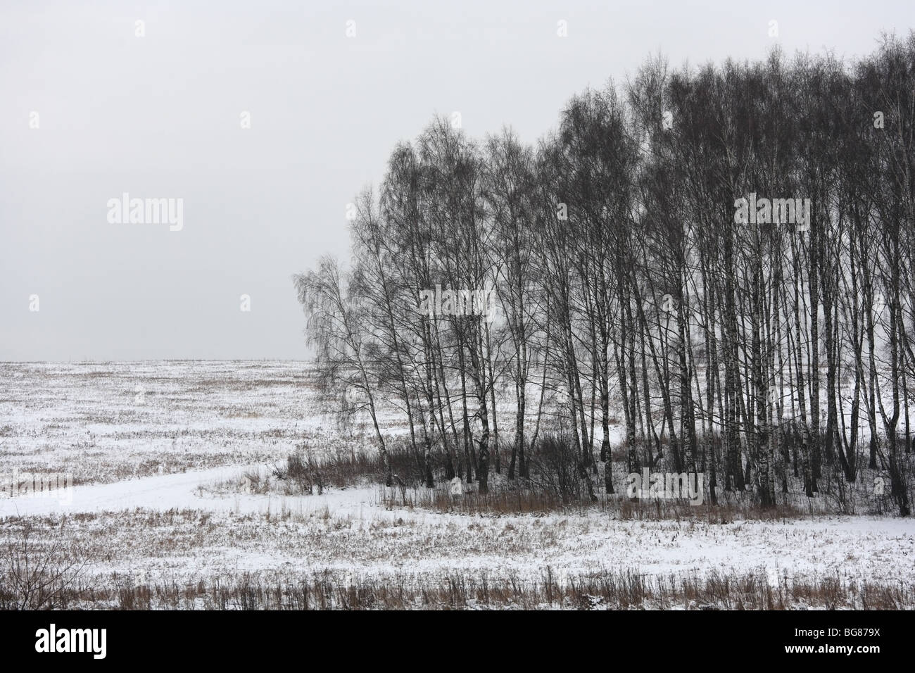 Winterliche Landschaft mit Birken an einem bewölkten Tag Stockfoto