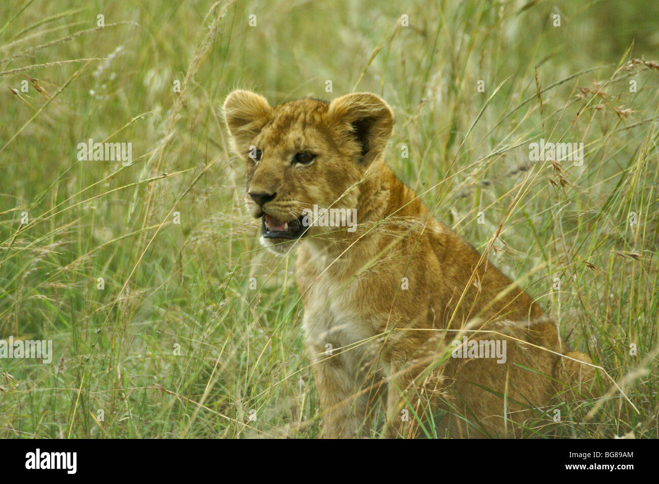 Löwenjunges in langen Rasen, Masai Mara, Kenia Stockfoto