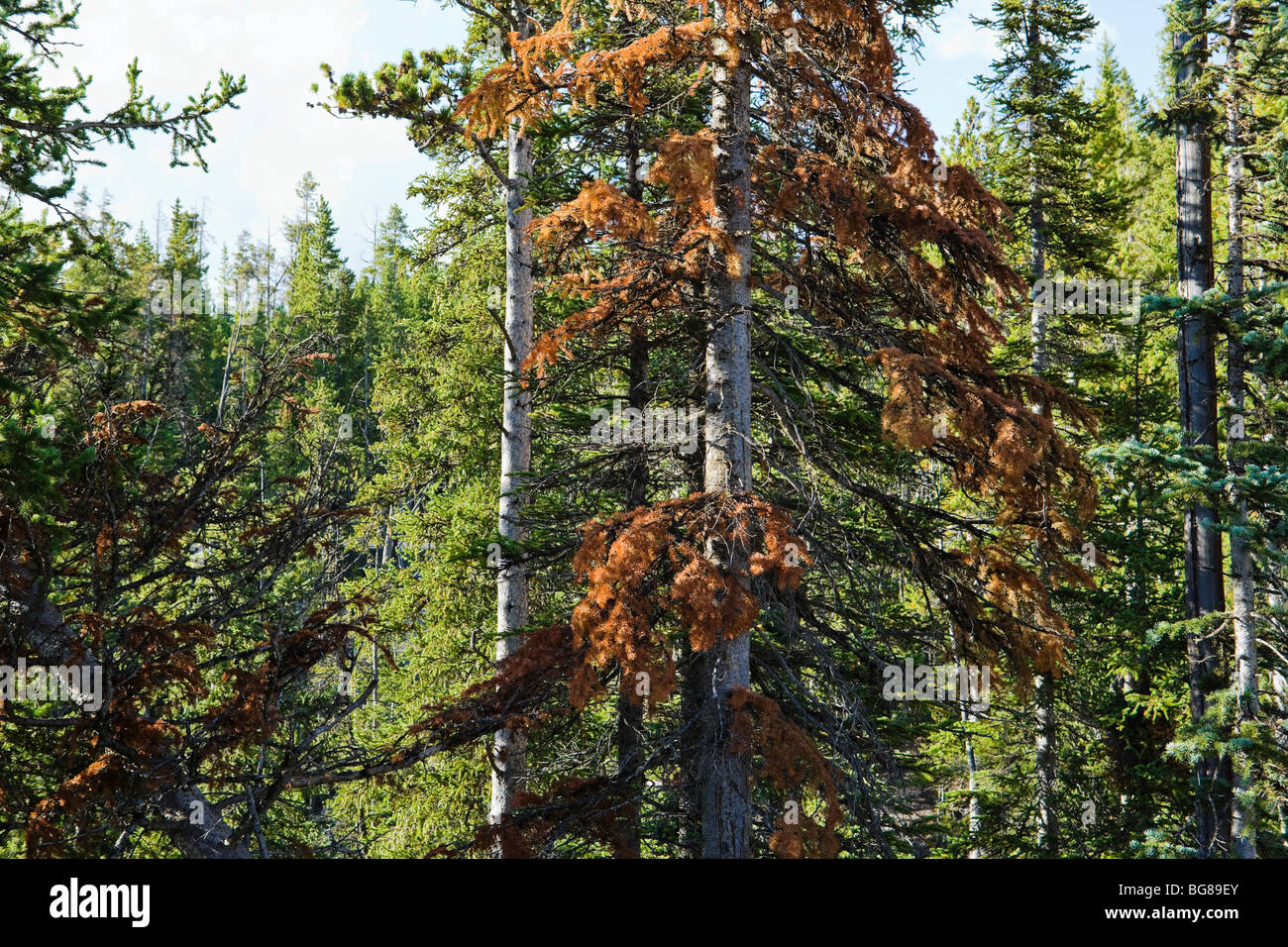 Geröteten Nadelbaum Baum zeigt Anzeichen einer Mountain Pine Käferbefall. Yellowstone-Nationalpark, Wyoming, USA. Stockfoto