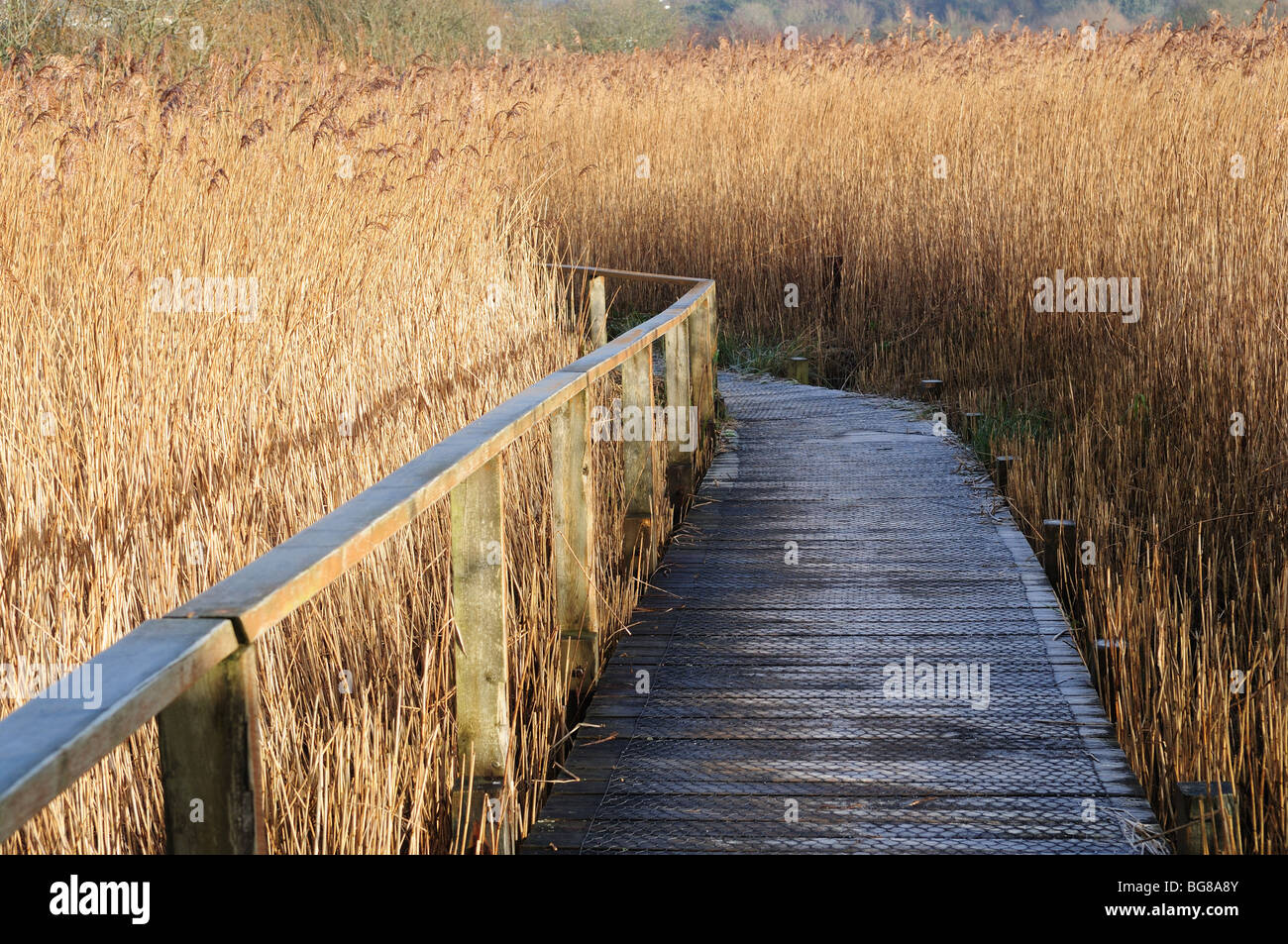 Boardwalk durch gemeinsame Reed - Phragmites Australis Welsh Wildlife und Feuchtgebiete Zentrum Cilgerran Cardigan Pembrokeshire Wales Stockfoto