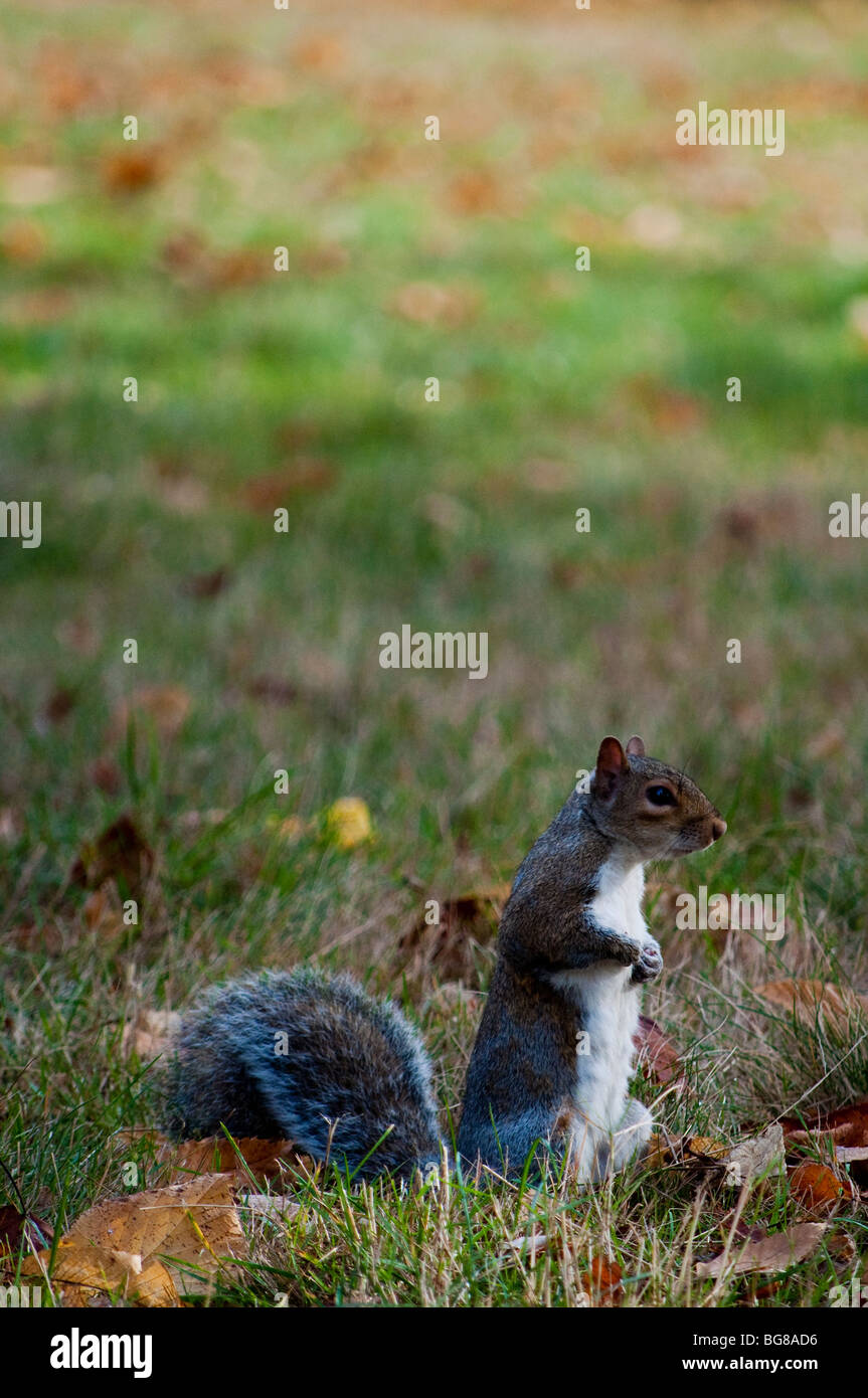 In einem Londoner Park Eichhörnchen Stockfoto