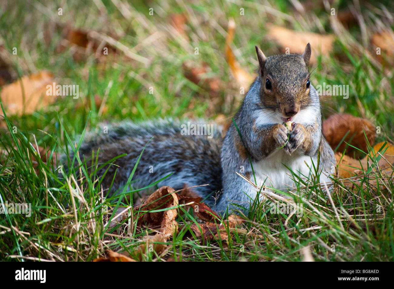 In einem Londoner Park Eichhörnchen Stockfoto