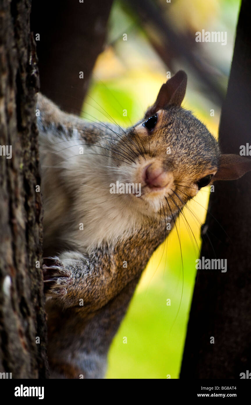In einem Londoner Park Eichhörnchen Stockfoto