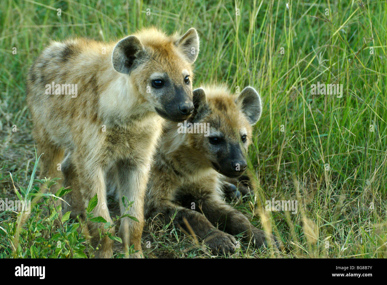 Gefleckte Hyäne Cubs, Masai Mara, Kenia Stockfoto