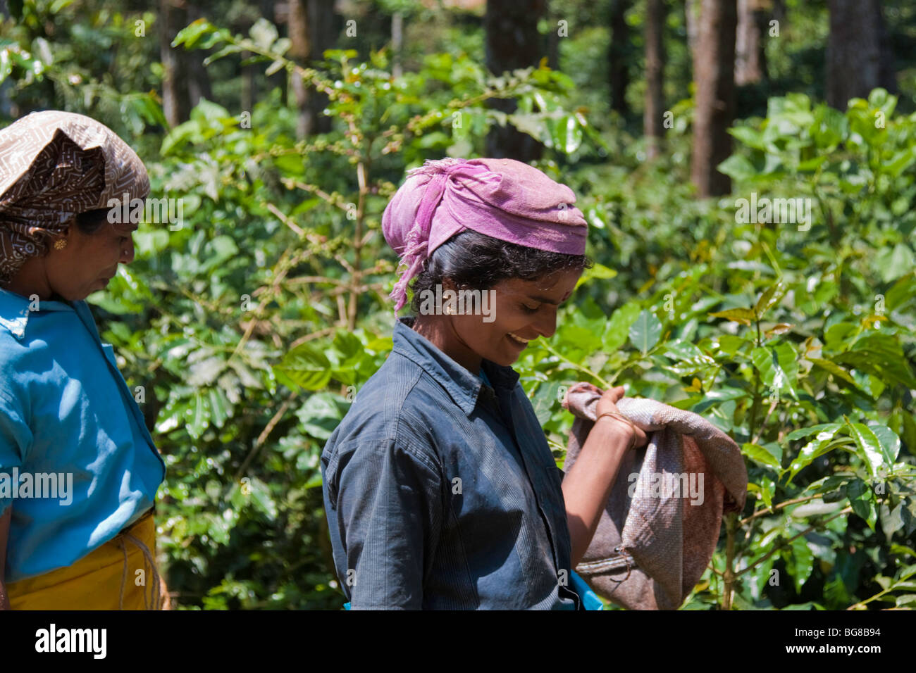 Plantagenarbeiter Stockfoto