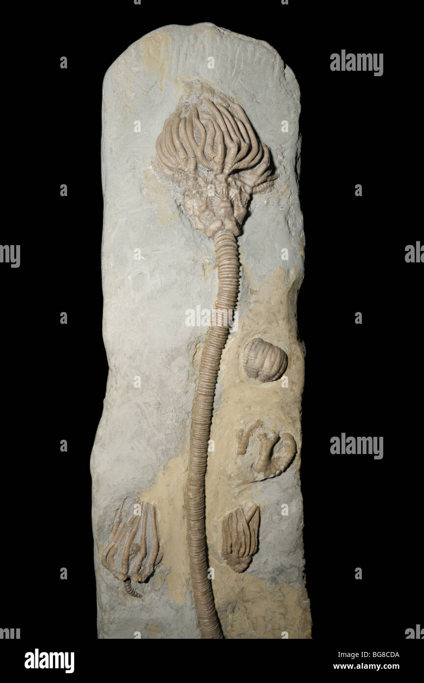 Peitschenkorallen Fossilien, Agaricocrinus Splendens, aus der Mississipian Epoche Stockfoto