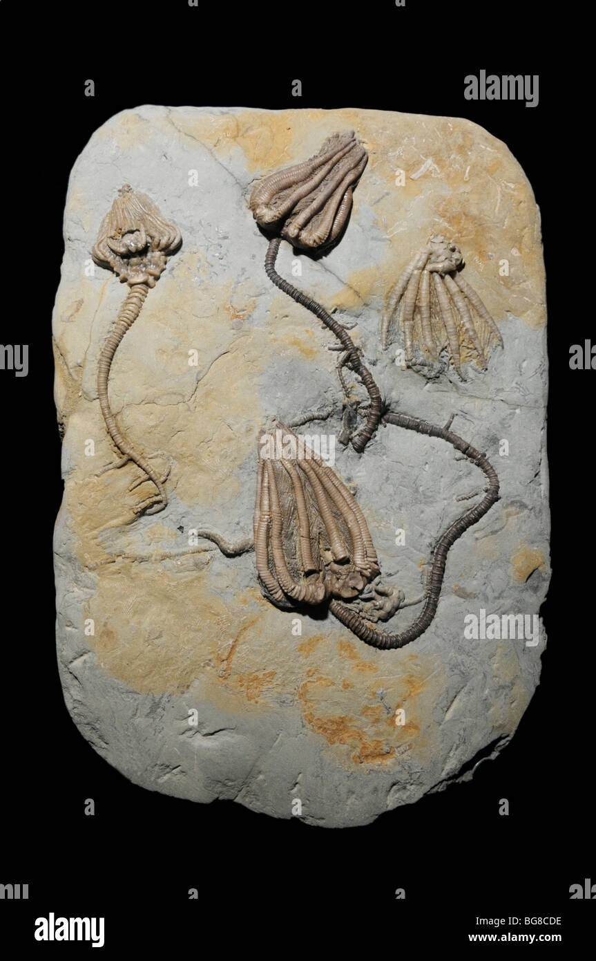 Peitschenkorallen Fossilien, Agaricocrinus Splendens, aus der Mississipian Epoche Stockfoto