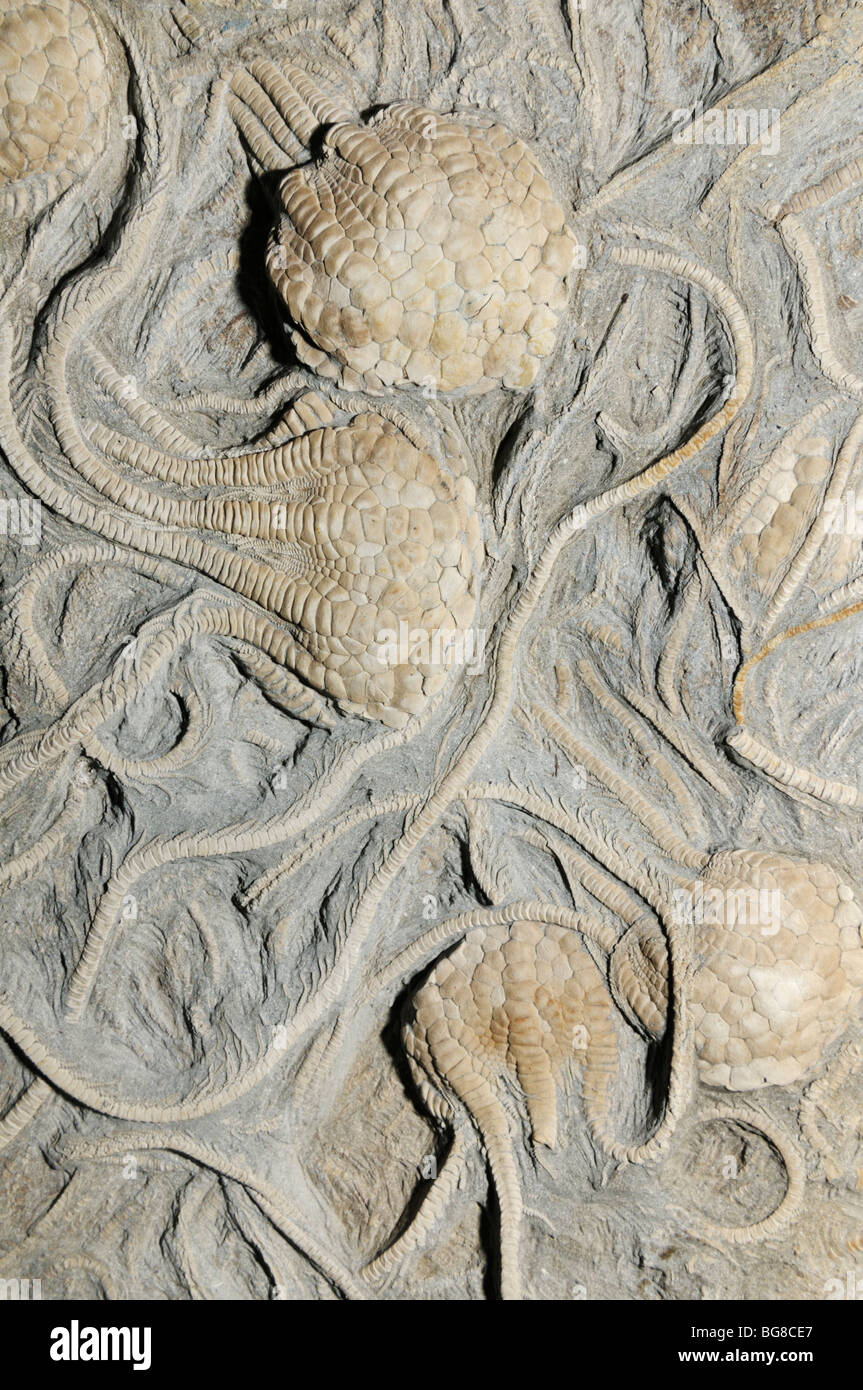 Peitschenkorallen Fossilien, Uintacrinus Socialis, aus der Kreidezeit Stockfoto