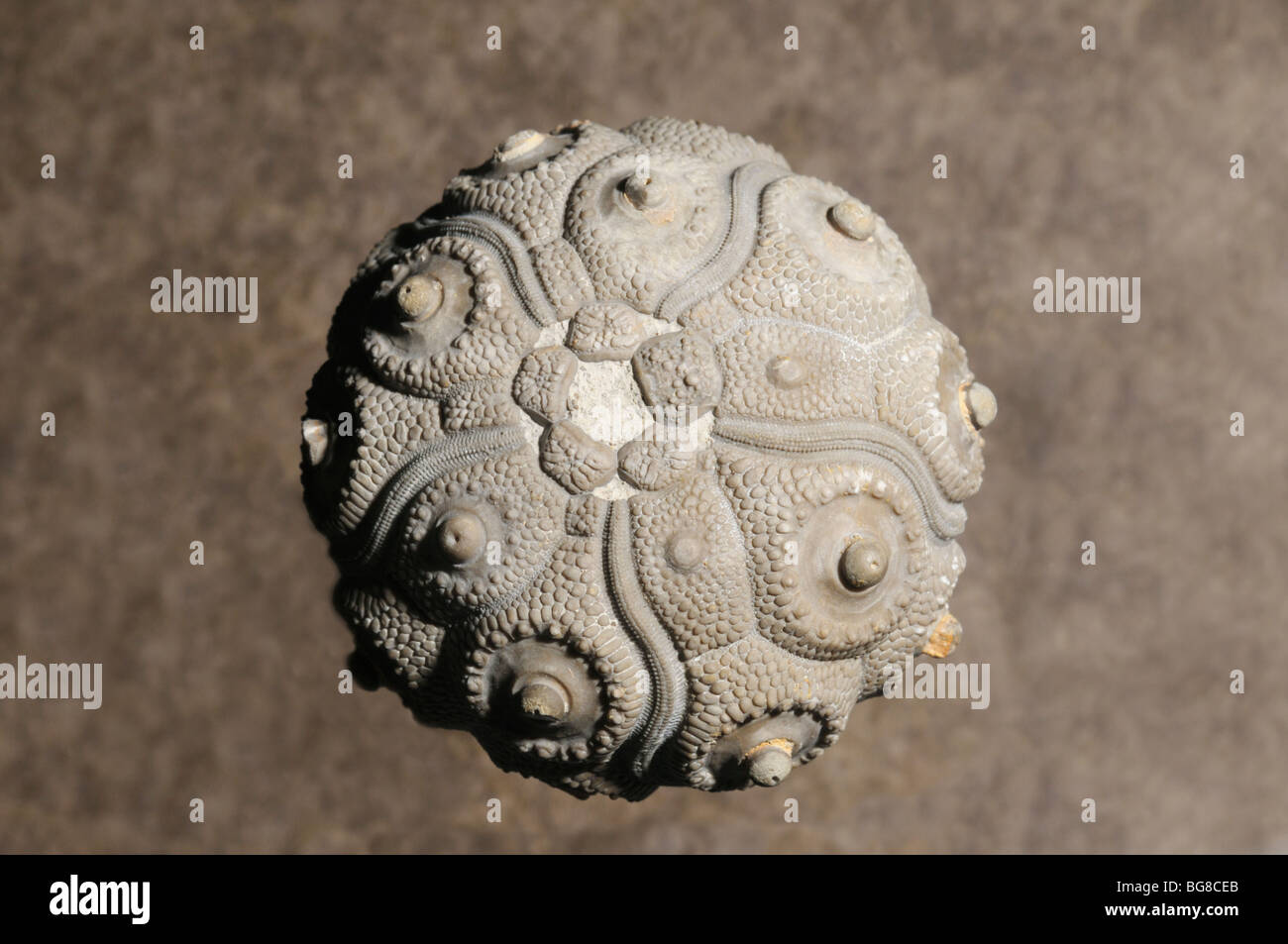 Seeigel, Stereocidaris Hemigranosus, Fossil, Kreide Stockfoto