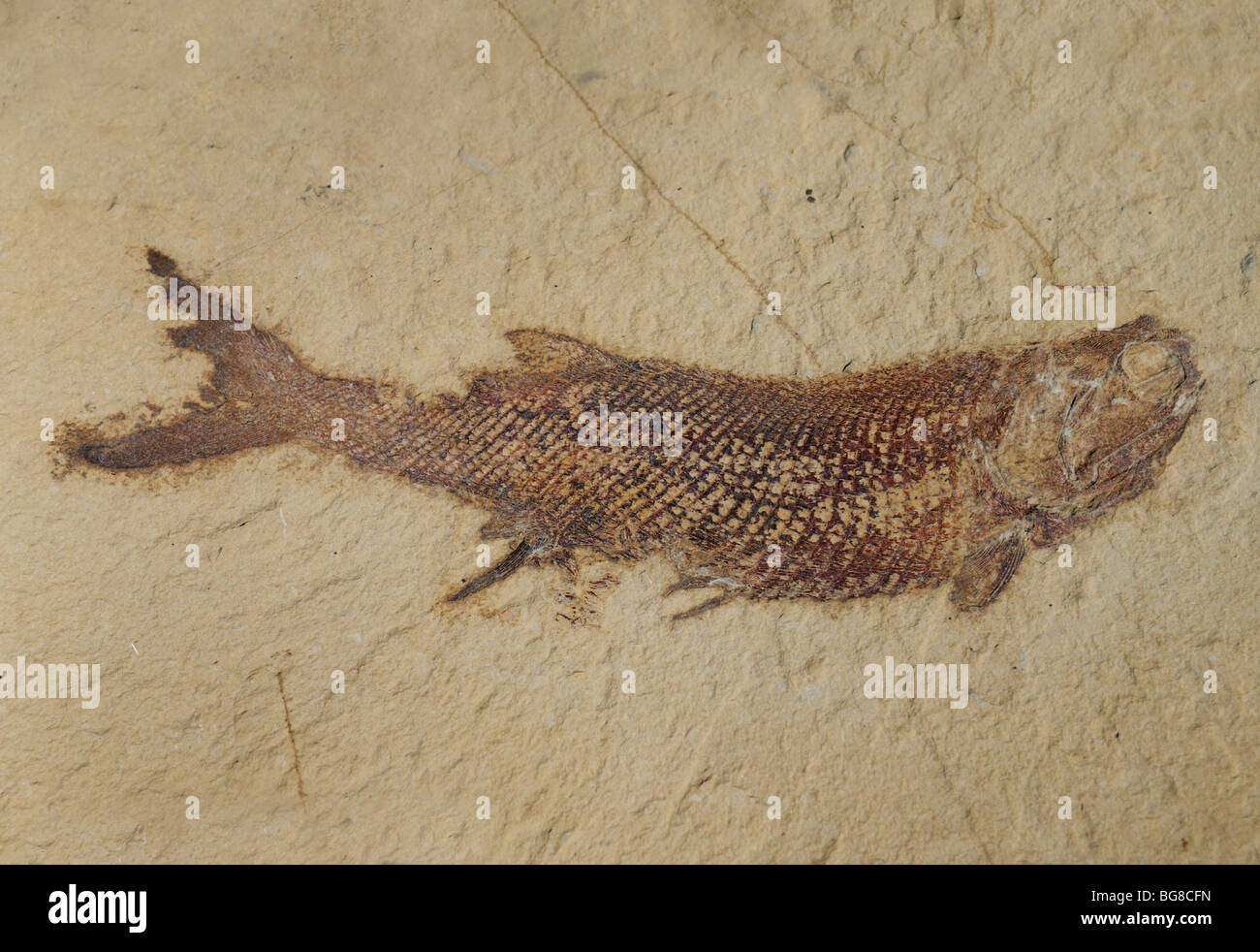 Fisch, Cyranorhis Bergeraci, Fossil, Mississipian Epoche Stockfoto