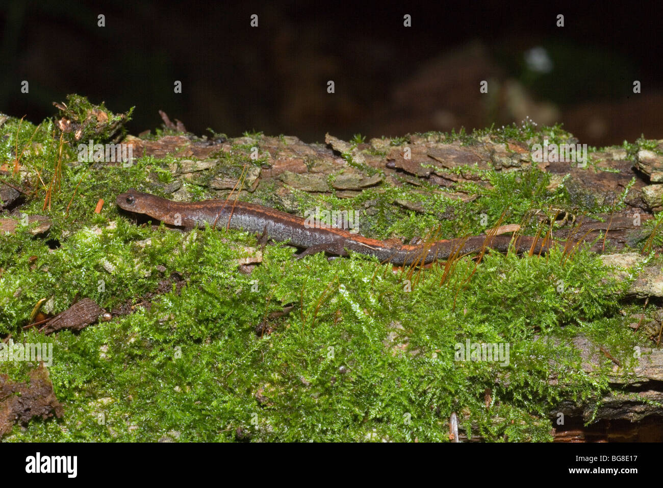 Red-backed Salamander (Plethodon Cinereus Cinereus). Stockfoto