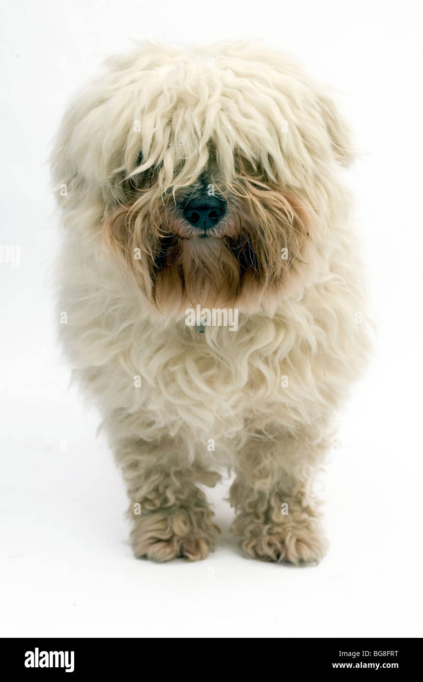 Coton de Tulear, kleine Hunderasse Stockfoto