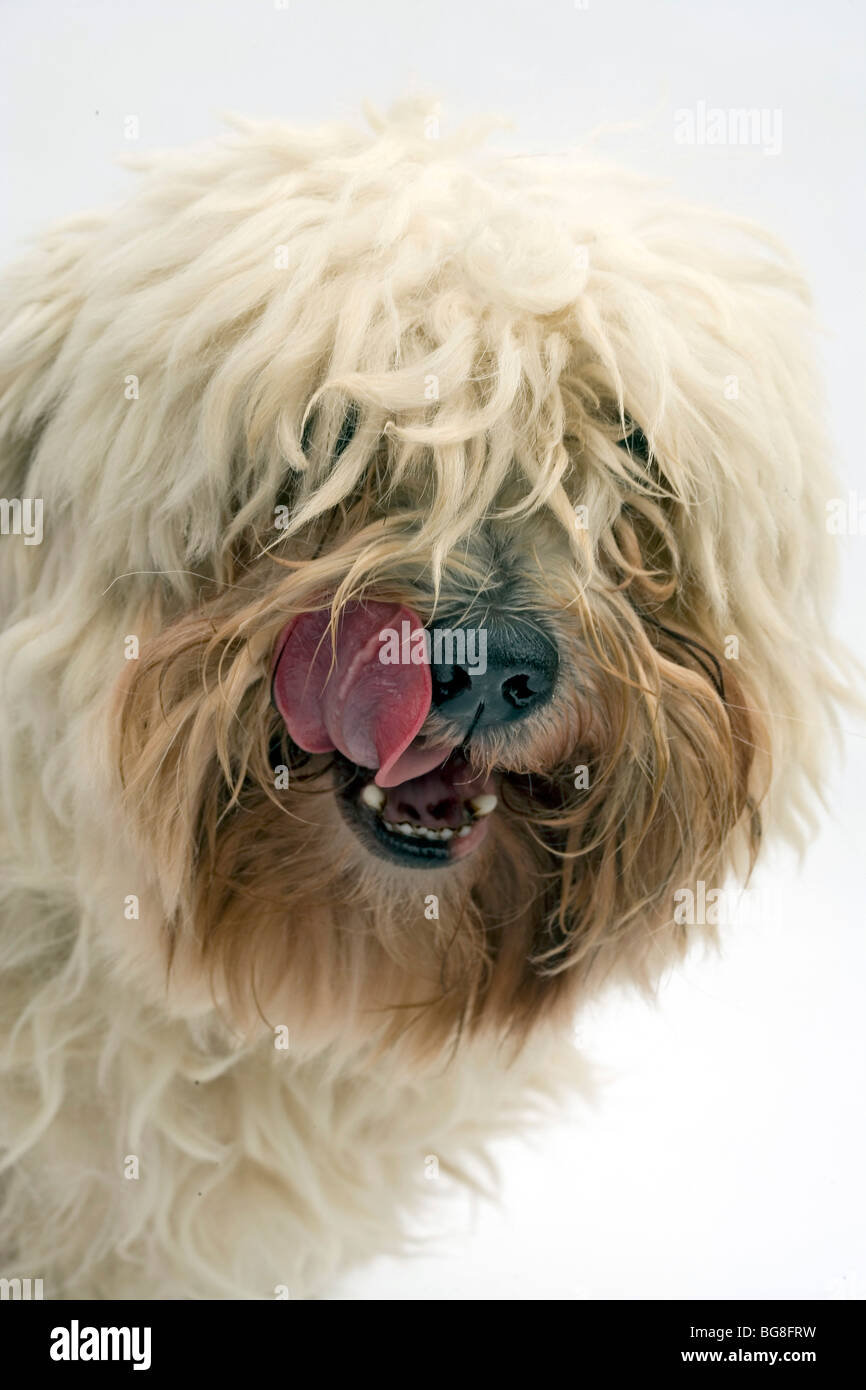 Coton de Tulear, kleine Hunderasse Stockfoto