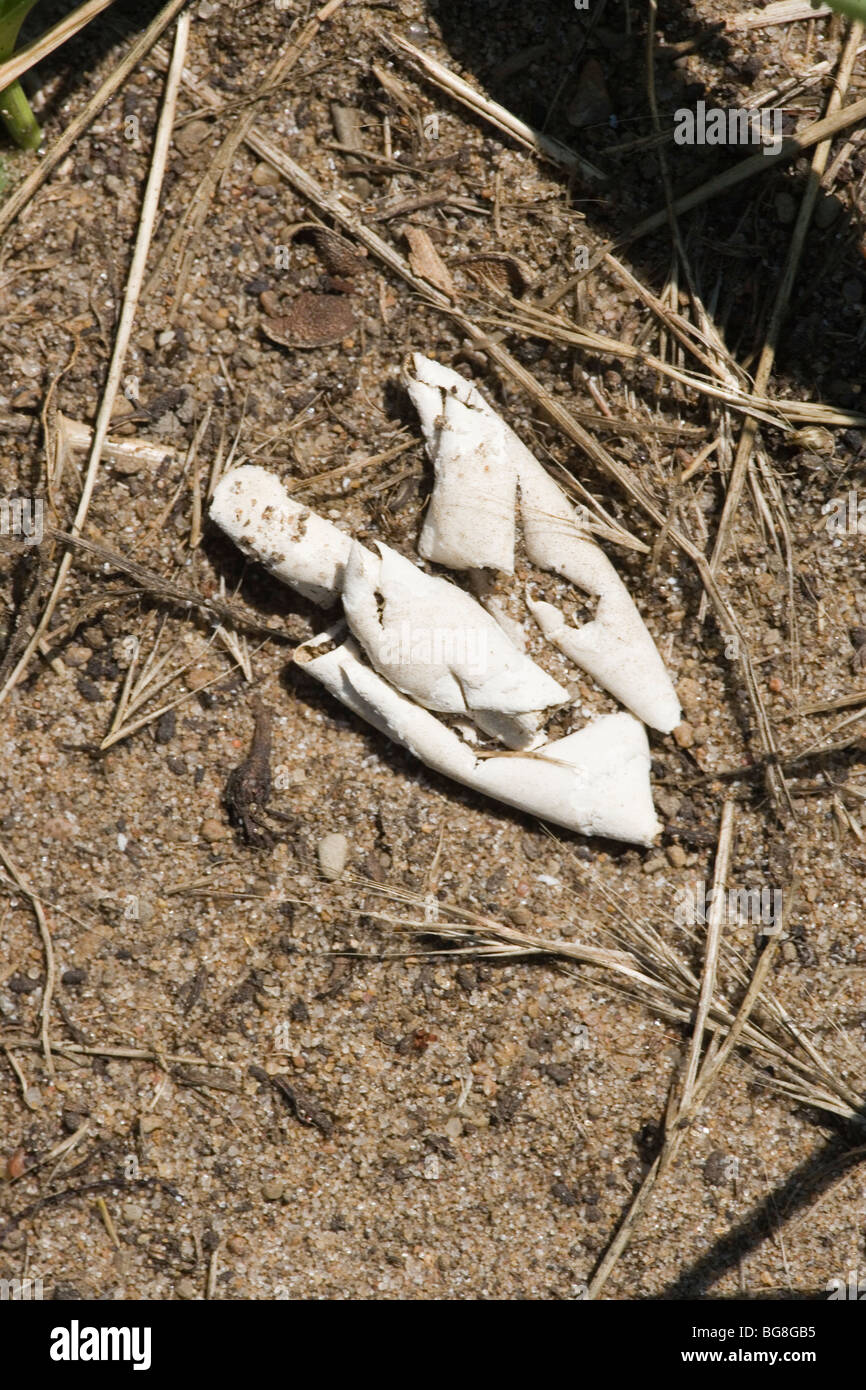 Gemeinsame oder nördlichen Karte Turtle (Graptemys geographica). Vordatierte Eierschalen von Waschbären (Procyon Lotor). Presque Isle State Park, Pennsylvania. USA. ​ Stockfoto