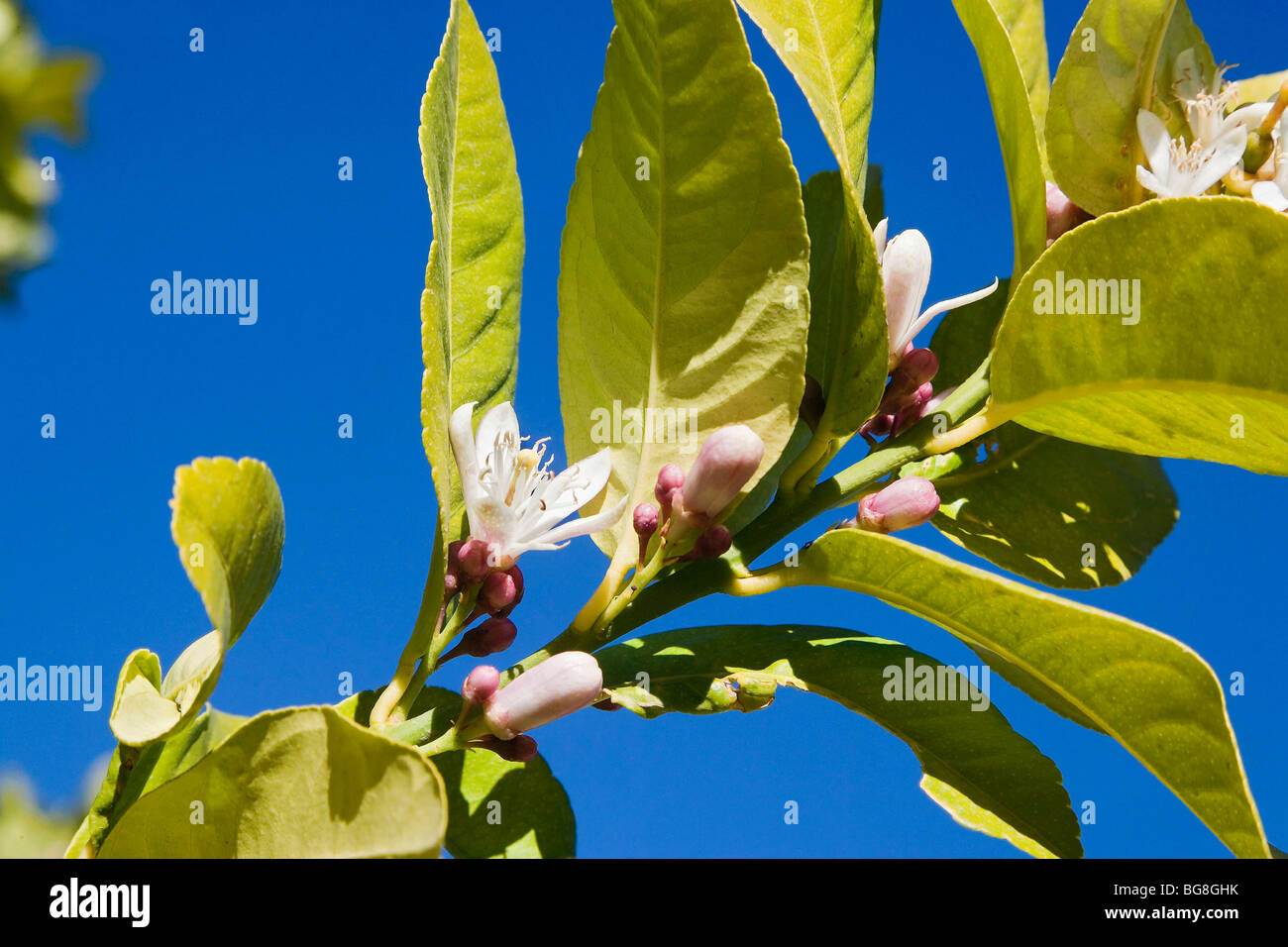 Zitronen Baum Blumen Stockfoto