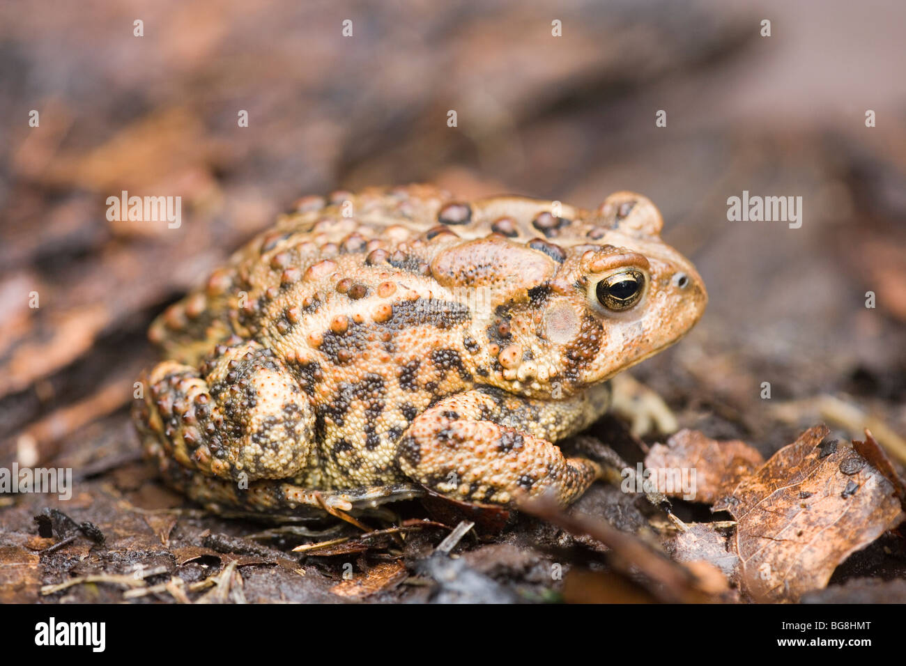 Amerikanische Kröte (Bufo Americana). Stockfoto