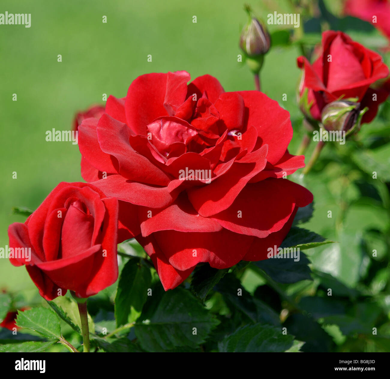 Rote Rose. Stockfoto