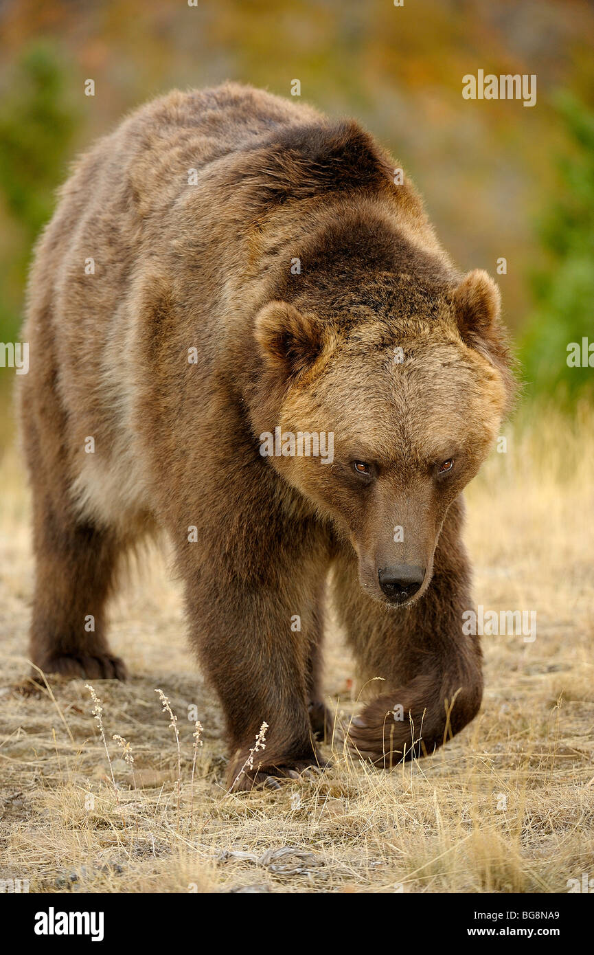 Grizzly Bear (Ursus arctos) - gefangen im Herbst einstellen, Bozeman, Montana, USA Stockfoto
