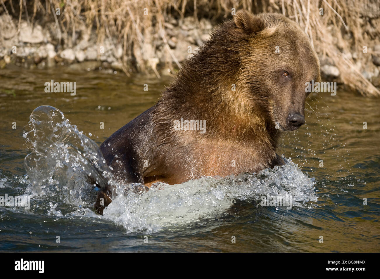 Grizzly Bear (Ursus arctos) - captive Schwimmen im Fluss, Bozeman, Montana, USA Stockfoto