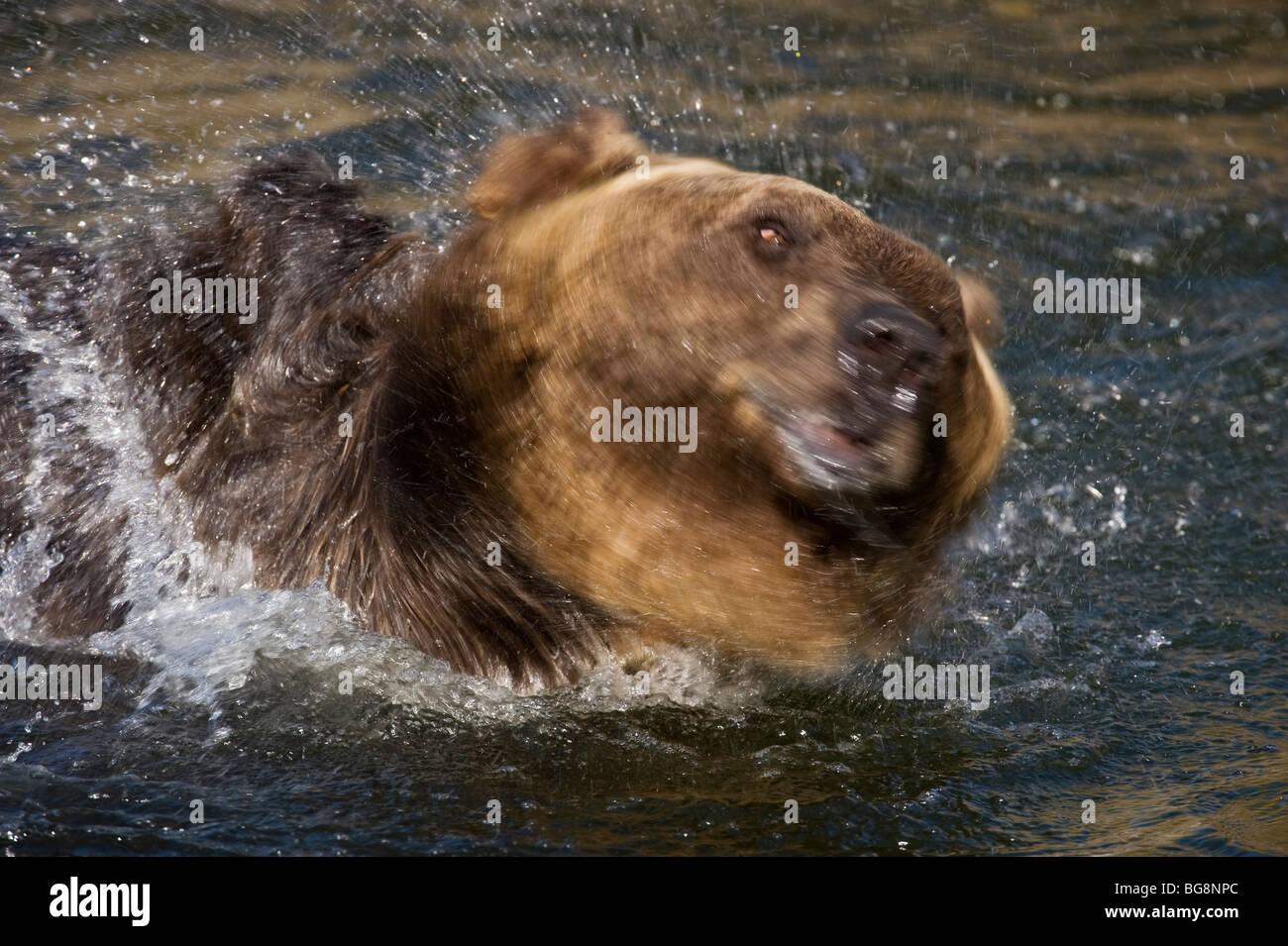 Grizzly Bear (Ursus arctos) - captive Schütteln Wasser aus Fell, Bozeman, Montana, USA Stockfoto