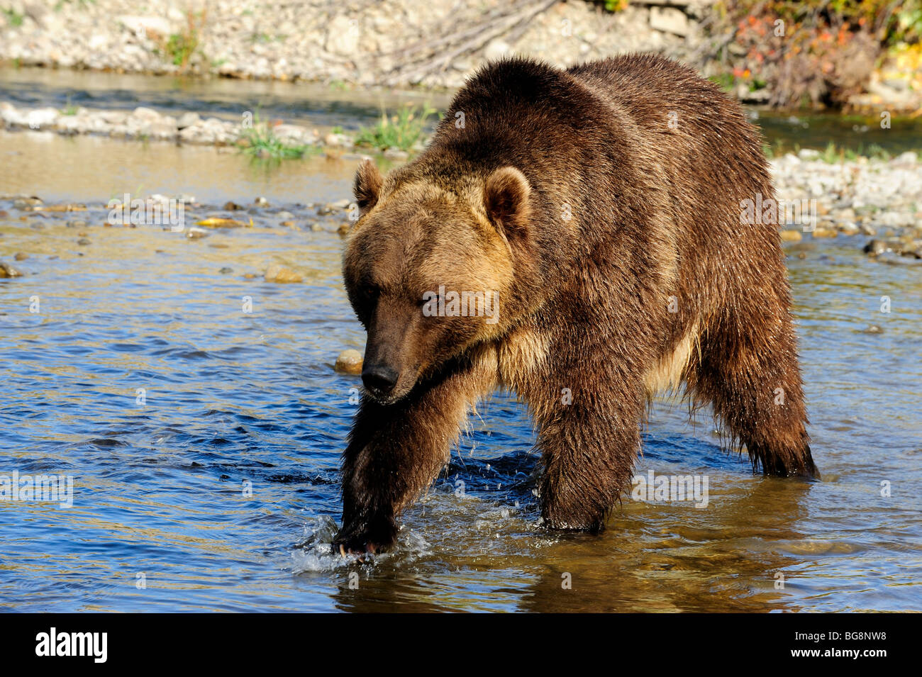 Grizzly Bear (Ursus arctos) - Captive, Bozeman, Montana, USA Stockfoto