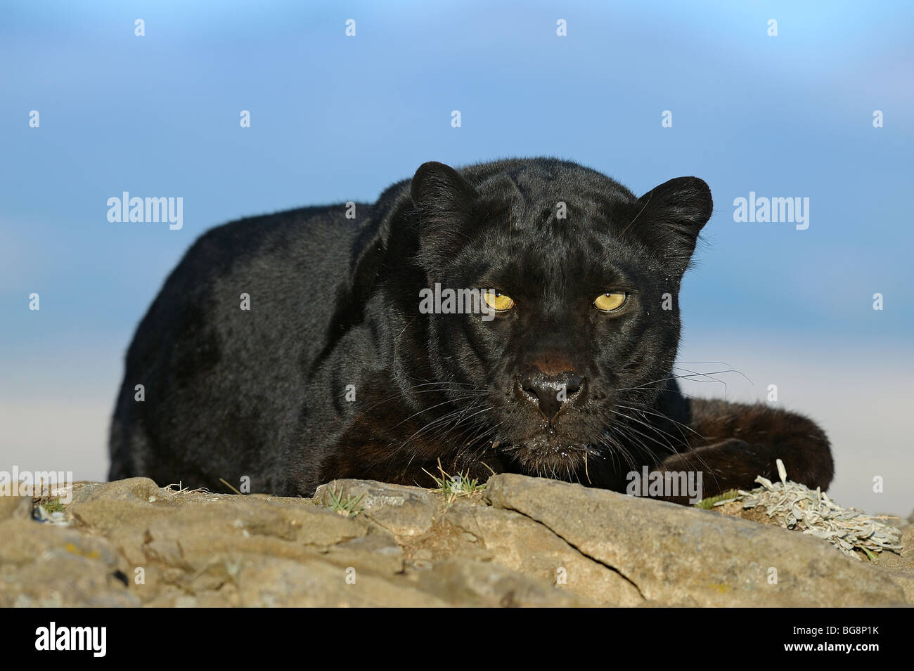 Melanistic schwarzer Leopard (Panthera pardus) - Captive, Bozeman, Montana, USA Stockfoto