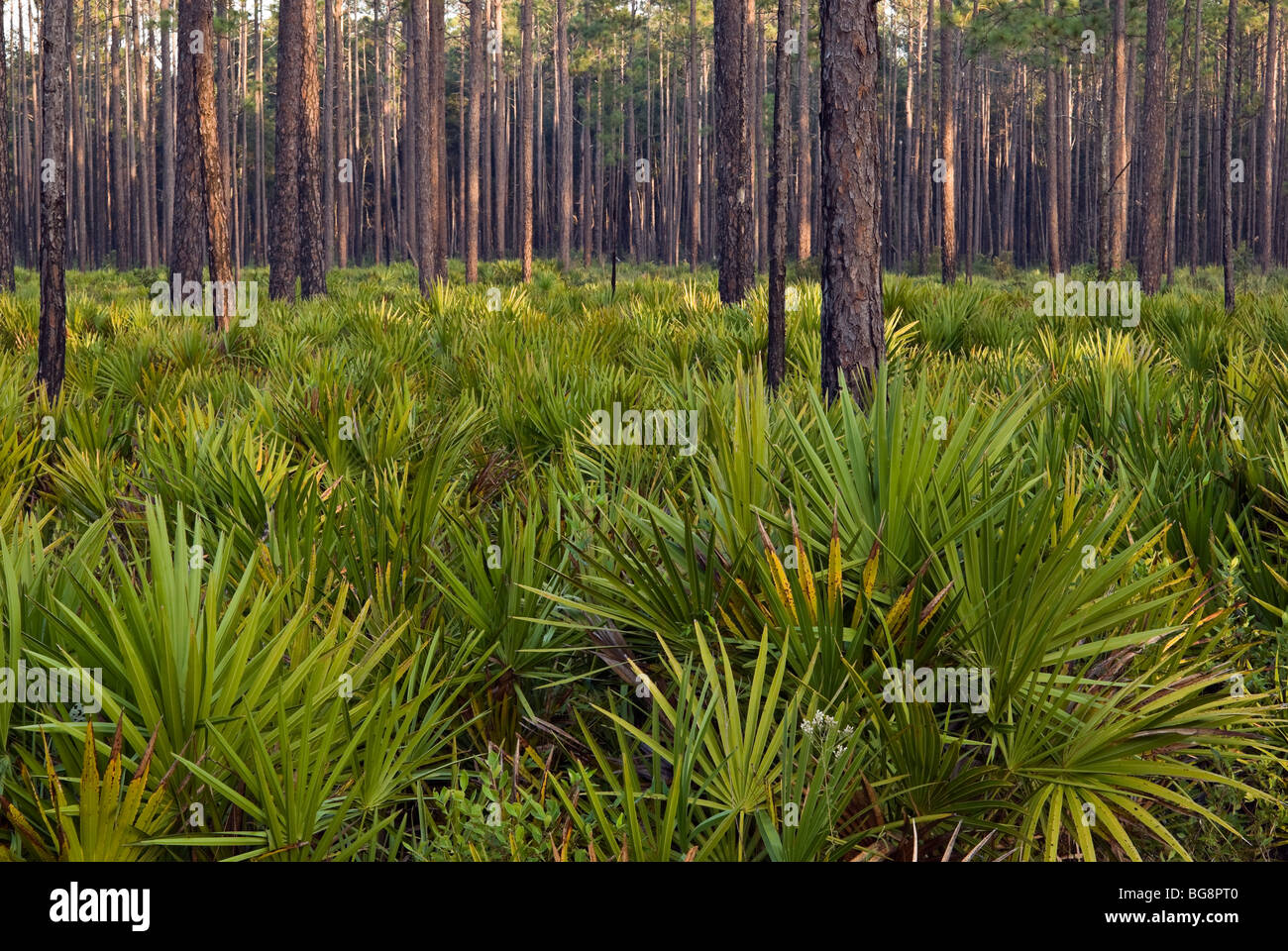 Wald mit Pinien (Pinus Palustris) und Pflanzen der Sägepalme (Serenoa Repens), Okefenokee National Wildlife Refuge Stockfoto