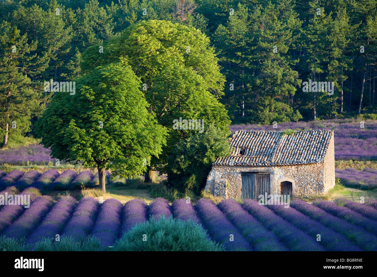 Cabanon Lavander der Provence Valensole Région Alpes de haute Provence Stockfoto