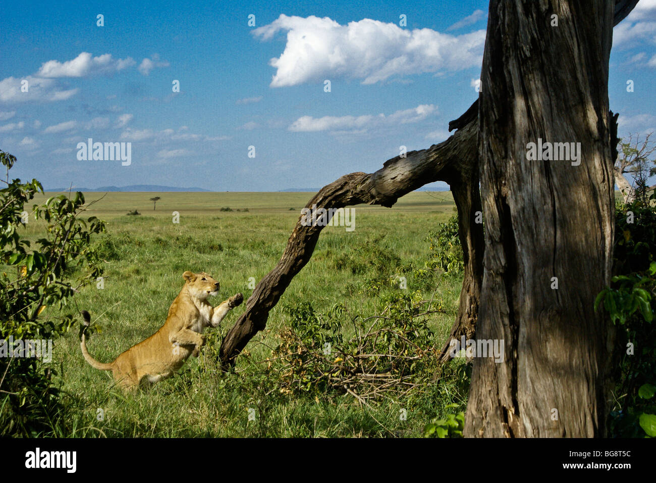 Afrikanische Löwin Sprung in Baum, Masai Mara, Kenia Stockfoto