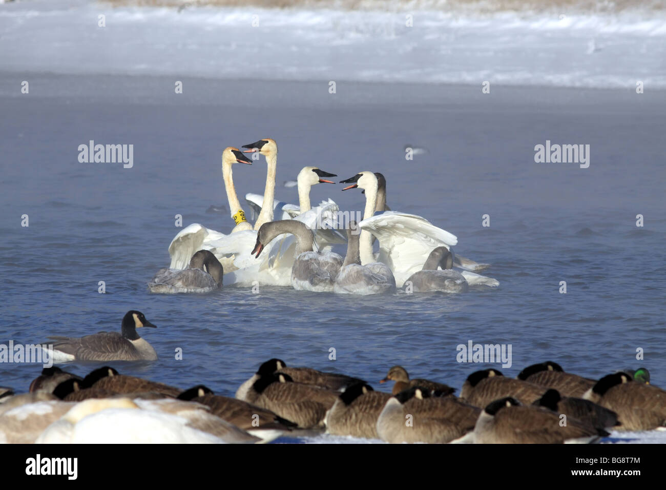 Gruppen von vom Aussterben bedrohten Trumpeter Schwäne (Cygnus Buccinator) streiten lautstark auf dem offenen Wasser von einem eisigen Wisconsin River. Stockfoto