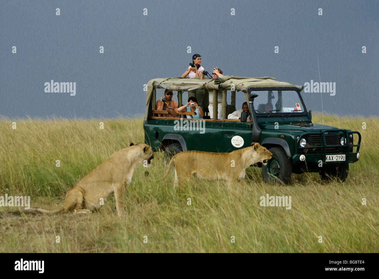 Afrikanische Löwen und Safari-Fahrzeug, Masai Mara, Kenia Stockfoto
