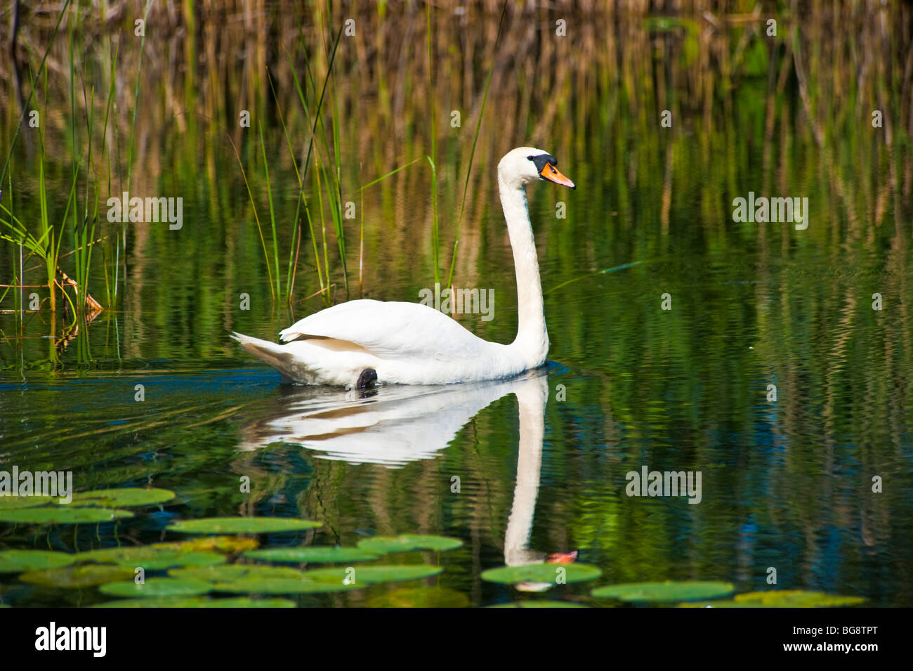 Weißer Schwan schwimmen vor Reed, Polen | Weißer Schwan, Masuren, Polen Stockfoto