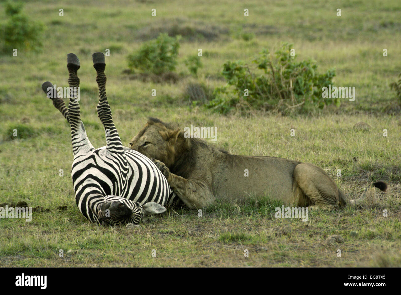 Löwen beim fressen Fotos und Bildmaterial in hoher Auflösung Alamy