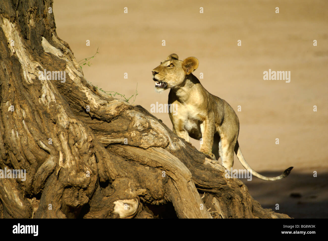 Junger Löwe Kletterbaum, Samburu, Kenia Stockfoto