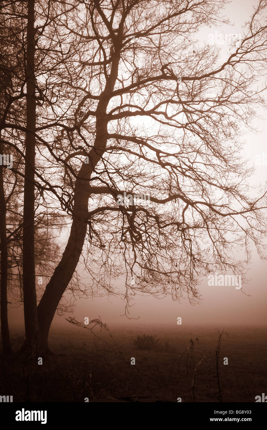 Nebligen Morgen in Swithland, Leicestershire, UK Stockfoto