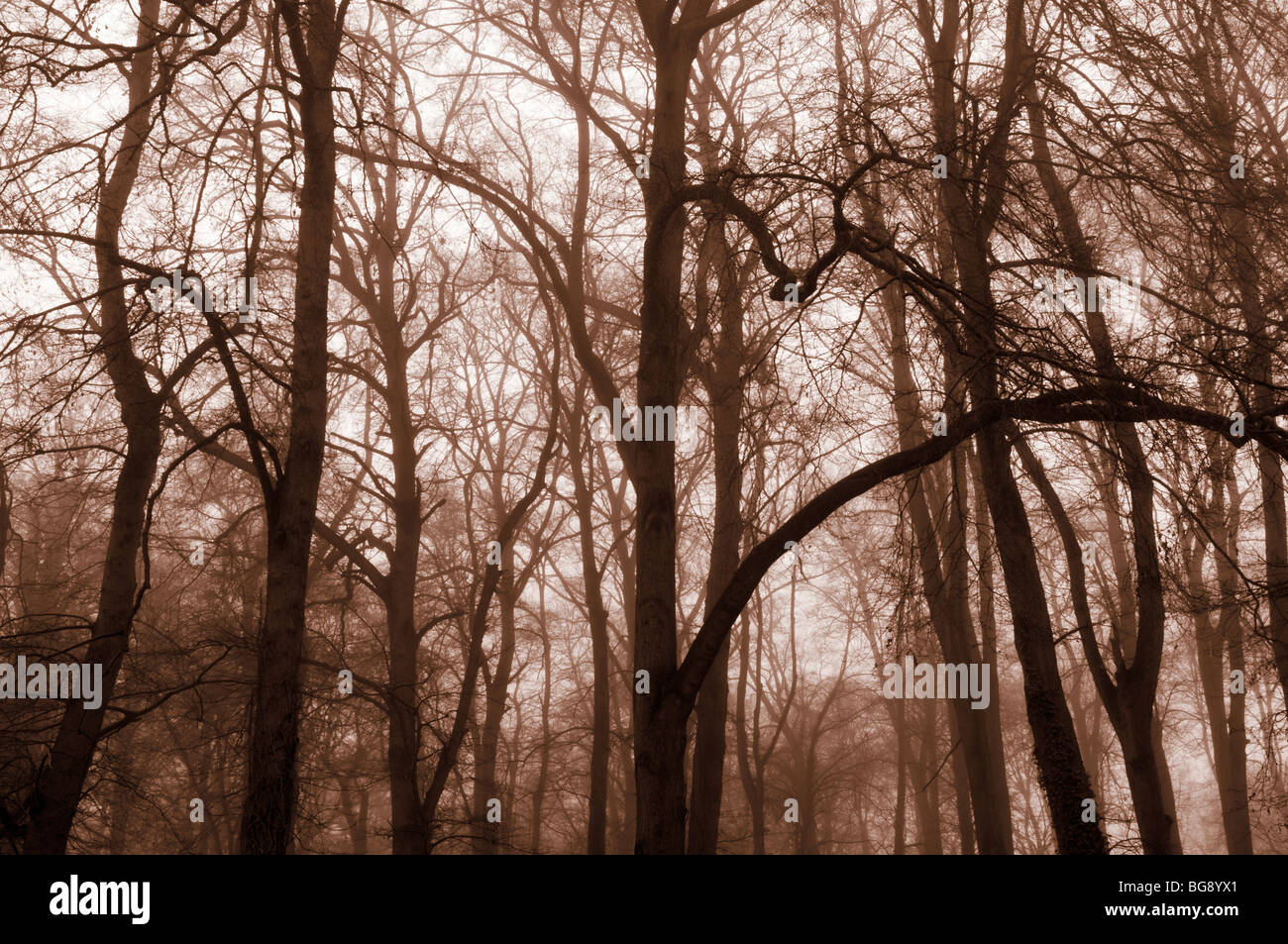 Nebligen Morgen in Swithland, Leicestershire, UK Stockfoto