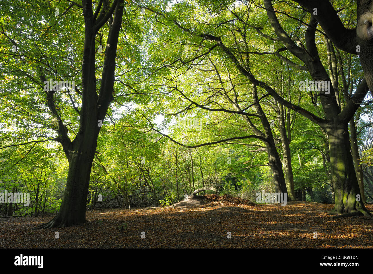 Buchenholz-Einstreu an einem schönen sonnigen Sommertag Stockfoto