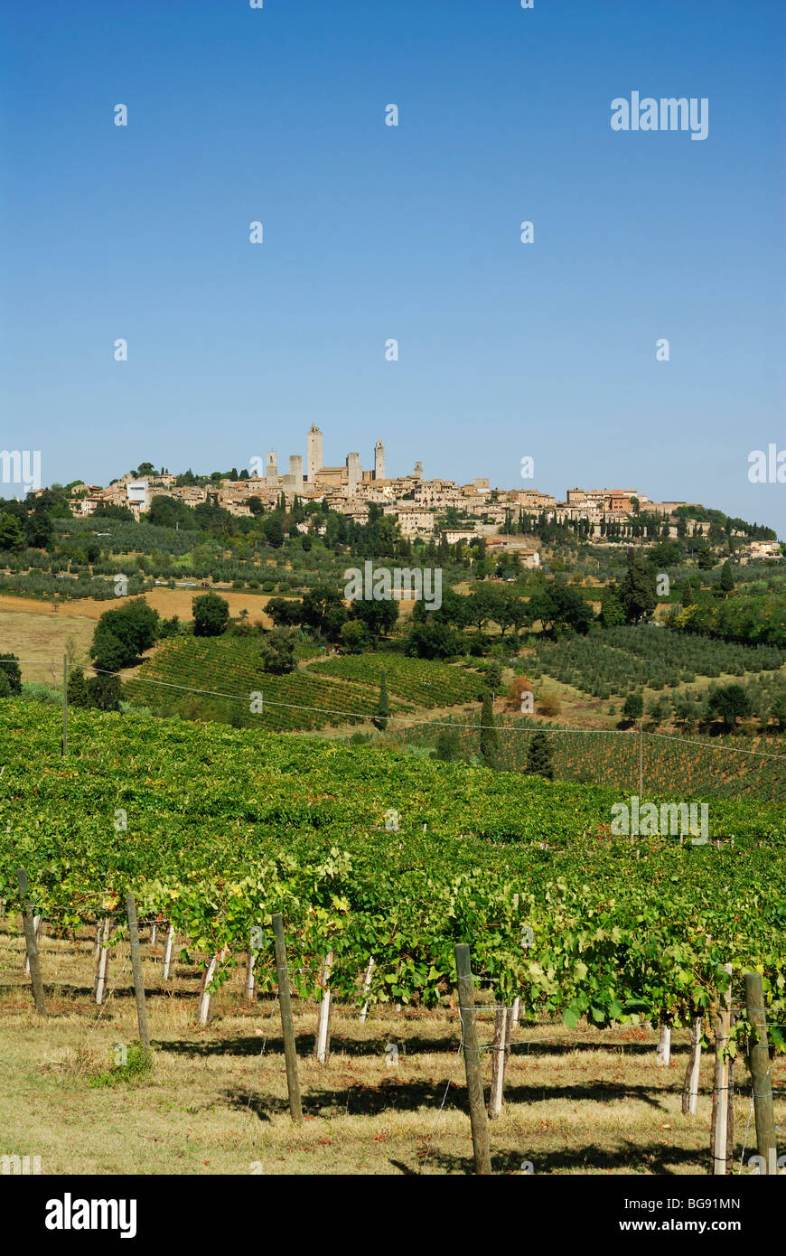 San Gimignano. Toskana. Italien. Weinberge, unterhalb des Hügels wachsen oben Stadt San Gimignano. Stockfoto
