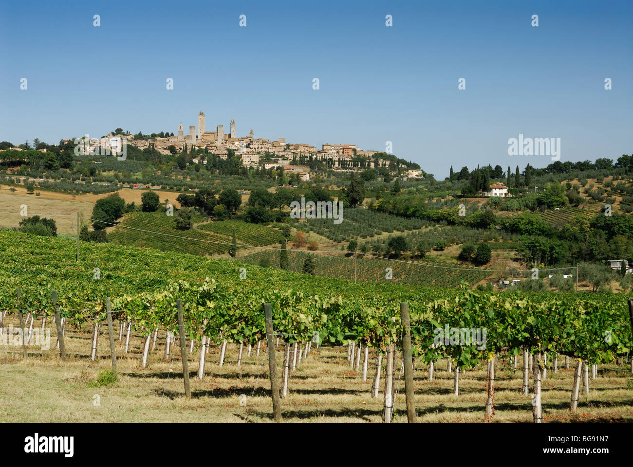 San Gimignano. Toskana. Italien. Weinberge, unterhalb des Hügels wachsen oben Stadt San Gimignano. Stockfoto
