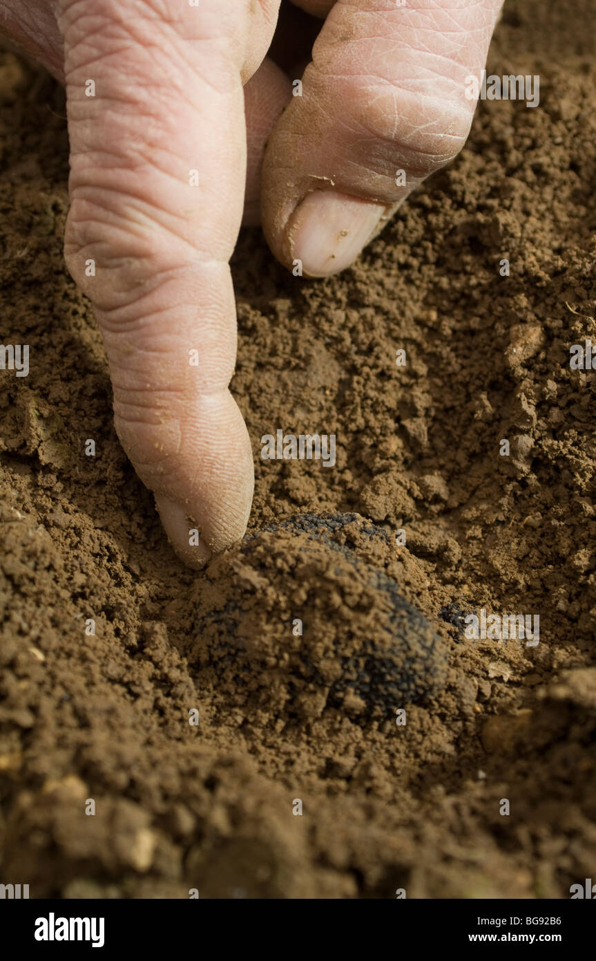 Trüffel in Frankreich, nach gefunden wird durch ein Trüffelhund, aber bevor der Boden abgetragen und die Trüffel geerntet wird. Stockfoto