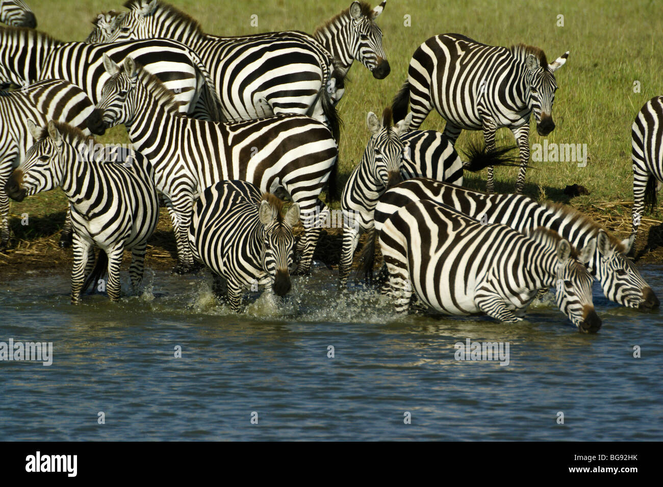 Burchell Zebras trinken am Wasserloch, Masai Mara, Kenia Stockfoto