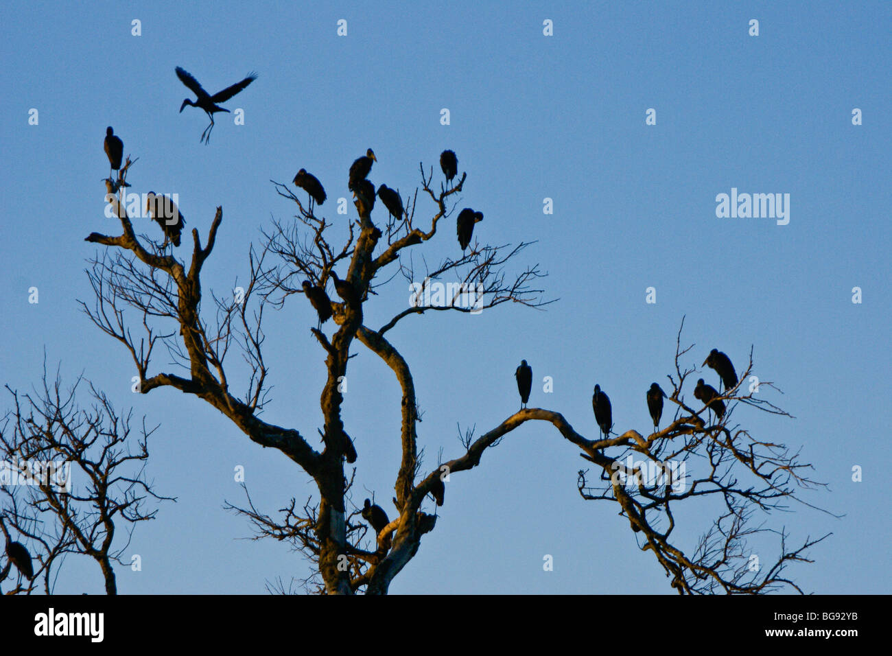 Afrikanische Open-billed Störche im Baum, Kenia Stockfoto