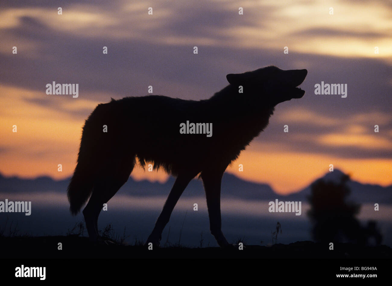 Grauer Wolf (Canis Lupus), Erwachsene heulen bei Sonnenuntergang, Gefangenschaft, USA Stockfoto