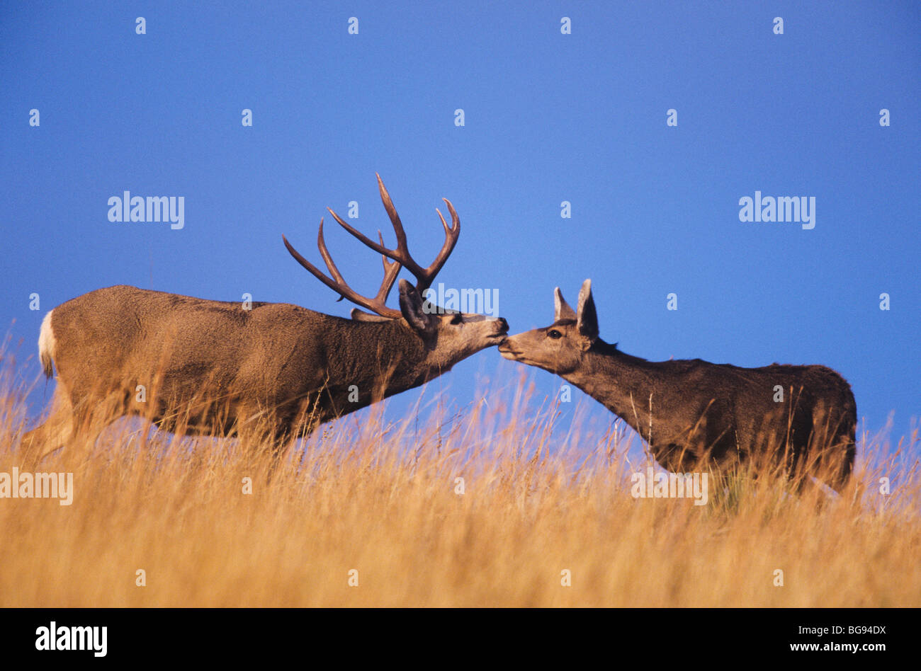 Maultier-Rotwild, schwarz - angebundene Rotwild (Odocoileus Hemionus), Buck und Doe küssen, Colorado, USA Stockfoto