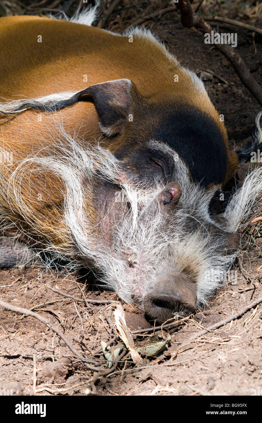 Ein Schlafsack Red River Hog - Potamochoerus porcus Stockfoto