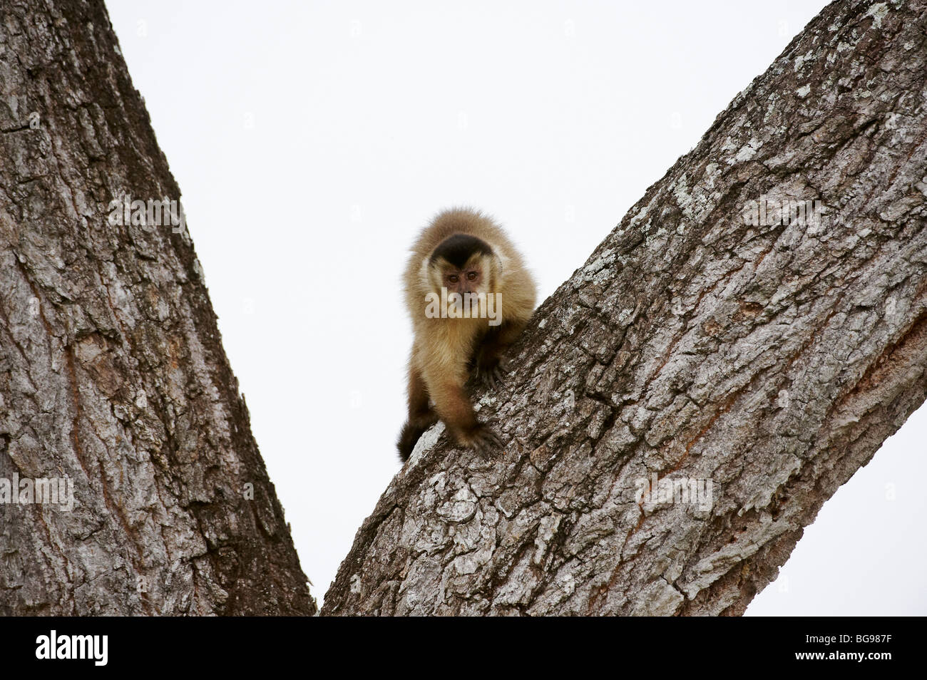 Getuftet, Kapuziner, Kapuziner braun oder schwarz-capped Capuchin, Cebus Apella, PANTANAL, MATO GROSSO, Brasilien, Südamerika Stockfoto